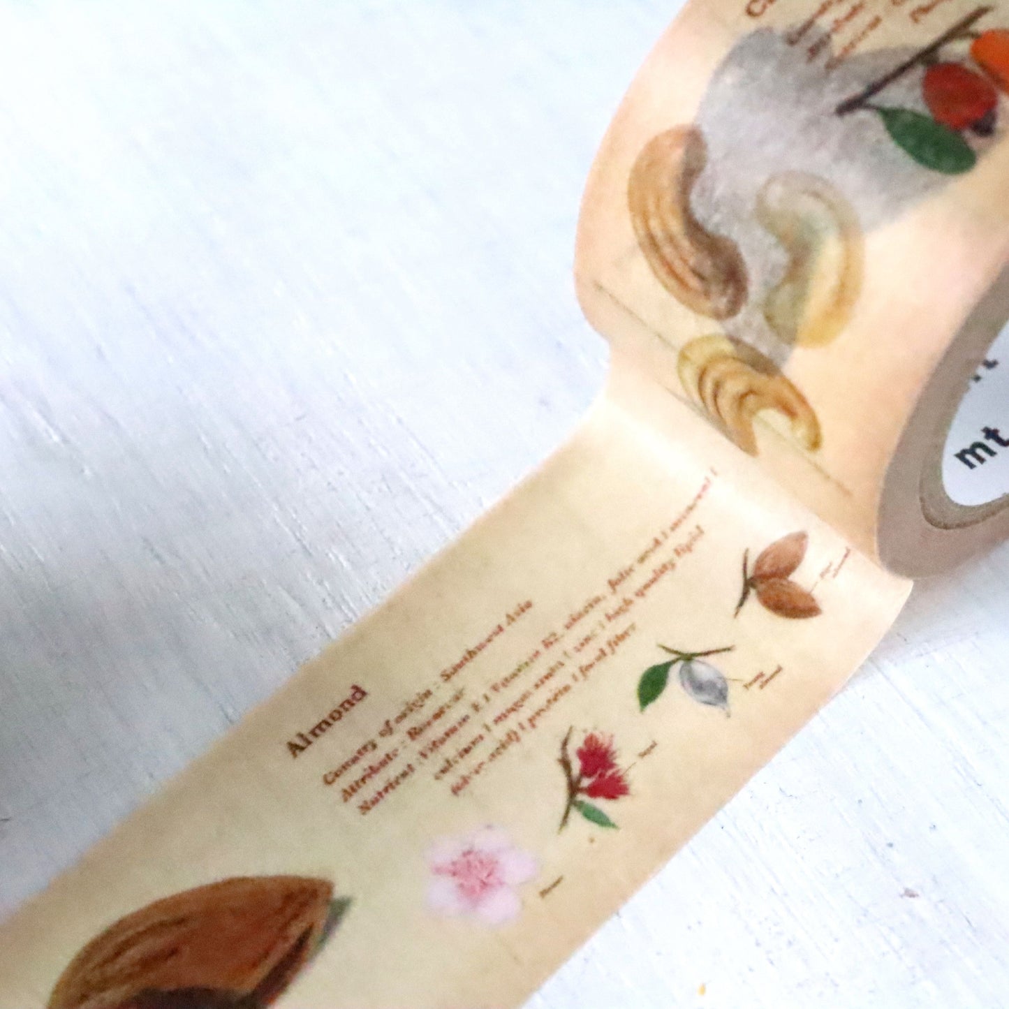 mt ex Washi Tape - Encyclopedia Nuts