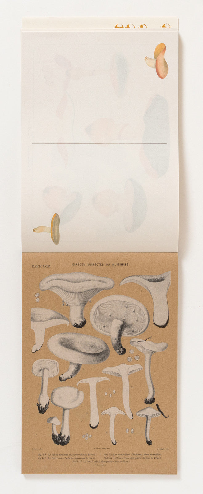 100 Paper Pad - Mushrooms