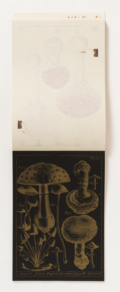 100 Paper Pad - Mushrooms